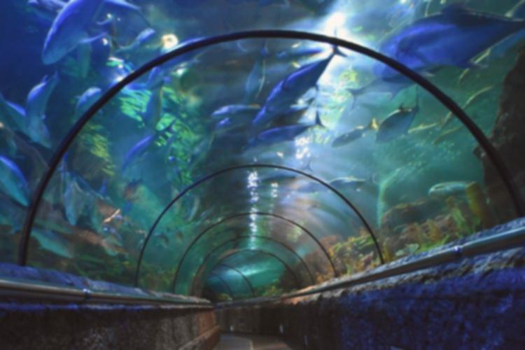 Liburan Sekolah Seru: Anak-Anak Bisa Nginep di Seaworld!
