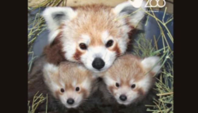 Kontroversi Hotel di Cina: Bangunkan Tamu dengan Panda Merah!