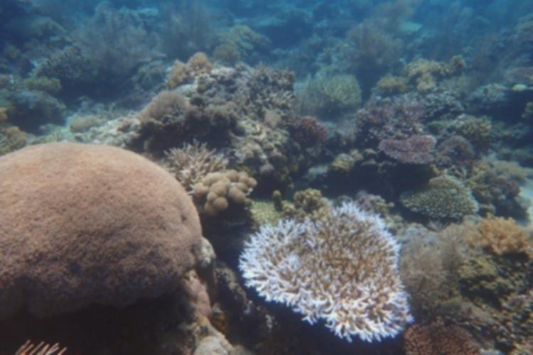 Pulau Panjang Sumbawa: Panduan Lengkap dari Lombok