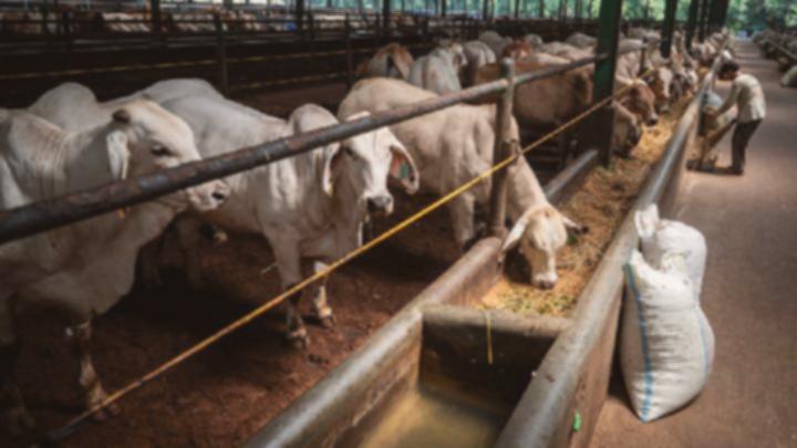 Kuota Impor Sapi Dibebaskan: Apa Dampaknya Bagi Harga Daging?
