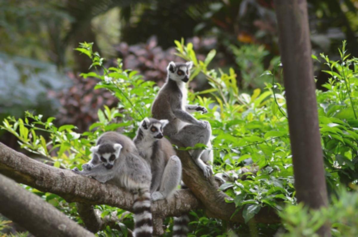 Rahasia Biodiversitas: 5 Negara dengan Spesies Endemik Terkaya