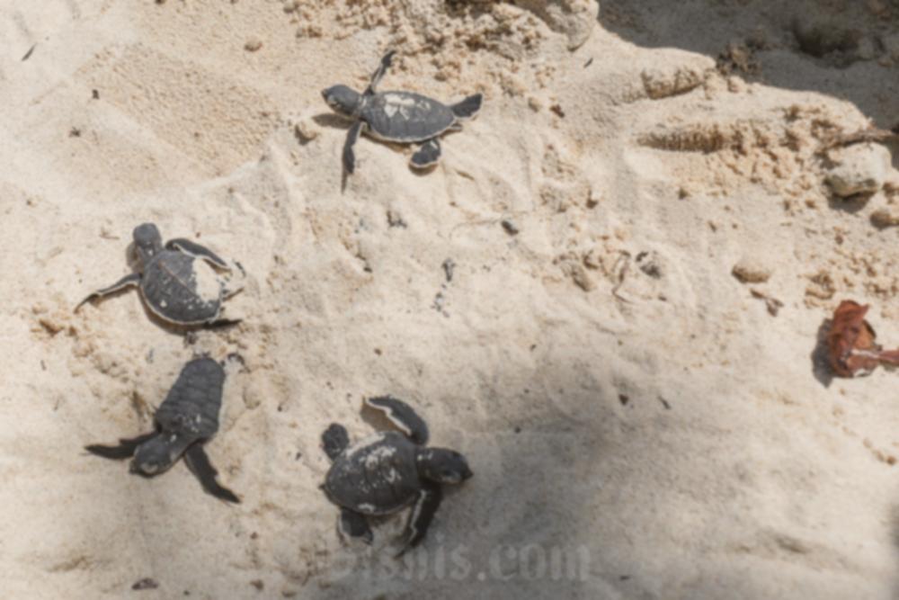 Karimunjawa: 7 Destinasi Liburan Sekolah Impian, Harga Murah!