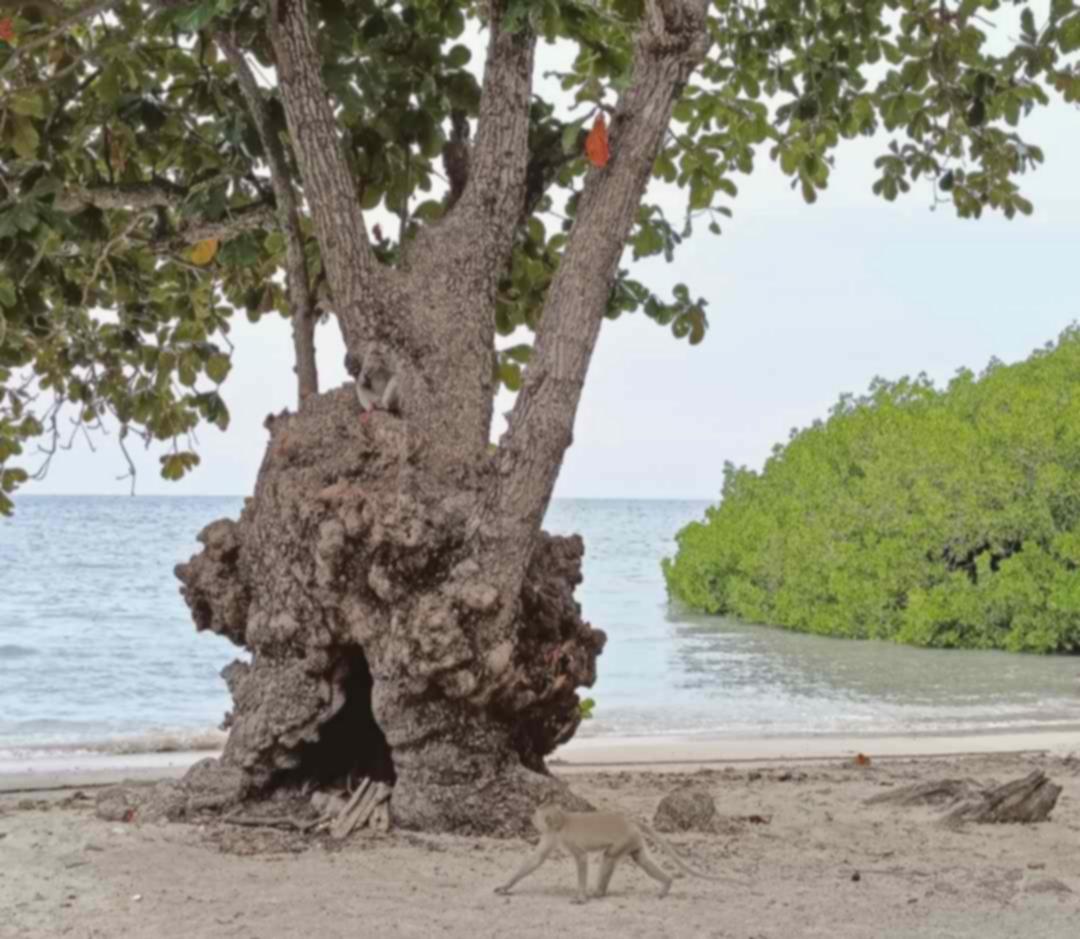 Bermain Ombak di Pantai Cacalan dan Bersafari di Savana Baluran