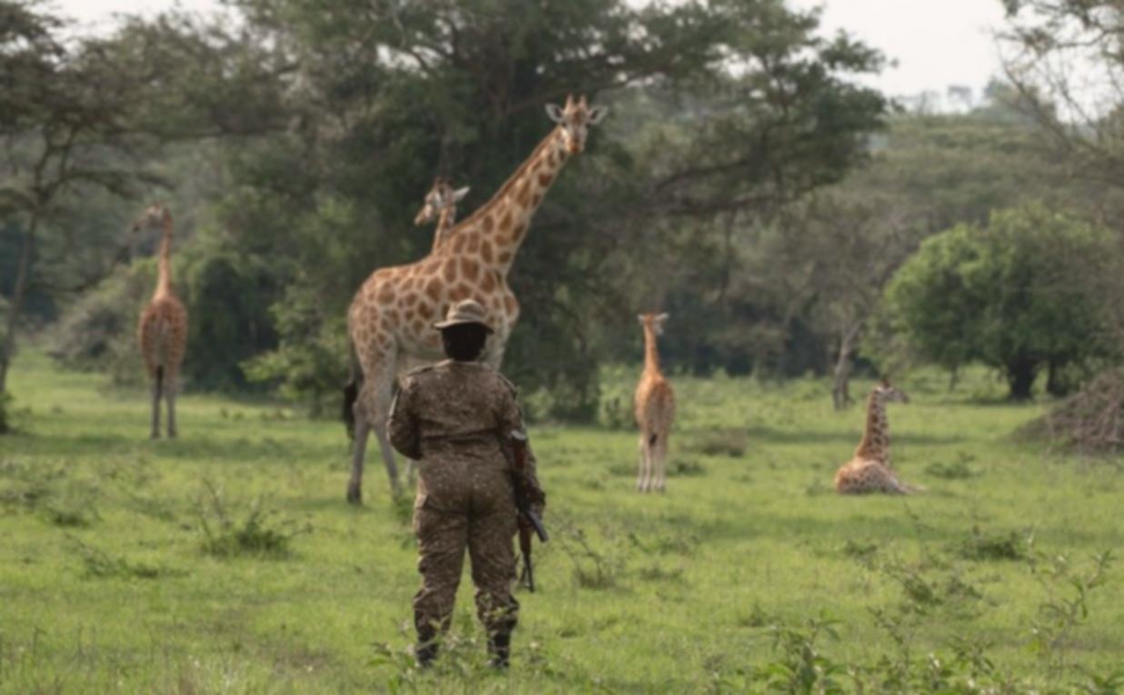 Uganda: Surga Investasi & Wisata Alam Tersembunyi di Afrika!