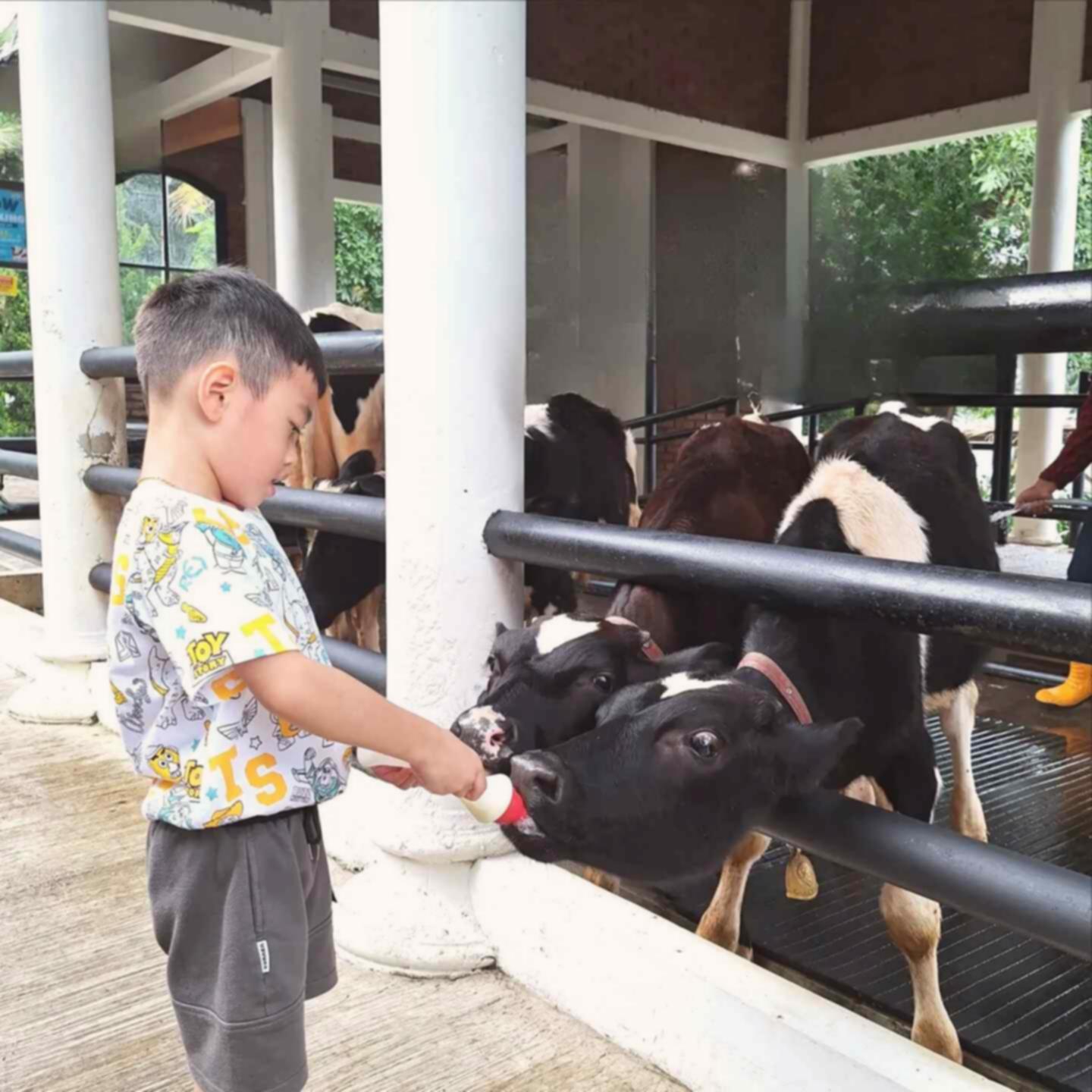 Cimory On The Valley Semarang: Liburan Seru & Edukatif untuk Anak!
