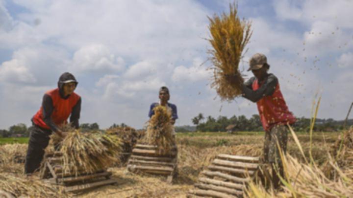 Harga Gabah Anjlok di Indramayu? Petani Ungkap Fakta Sebenarnya!