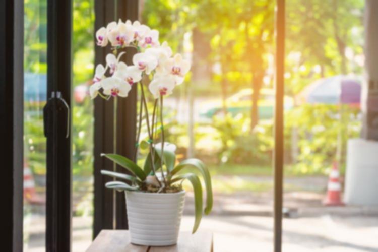 Rahasia Feng Shui: Tempat Ideal Anggrek di Rumah untuk Energi Positif