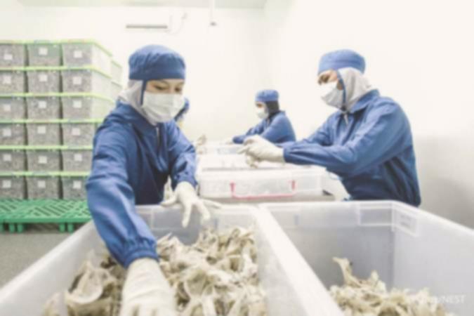 Borong Saham NEST, Dirut Esta Indonesia Incar Untung Jangka Panjang?