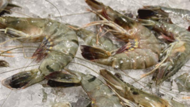 Udang Indonesia Mendunia: Peluang Ekspor ke Amerika Terbuka Lebar!