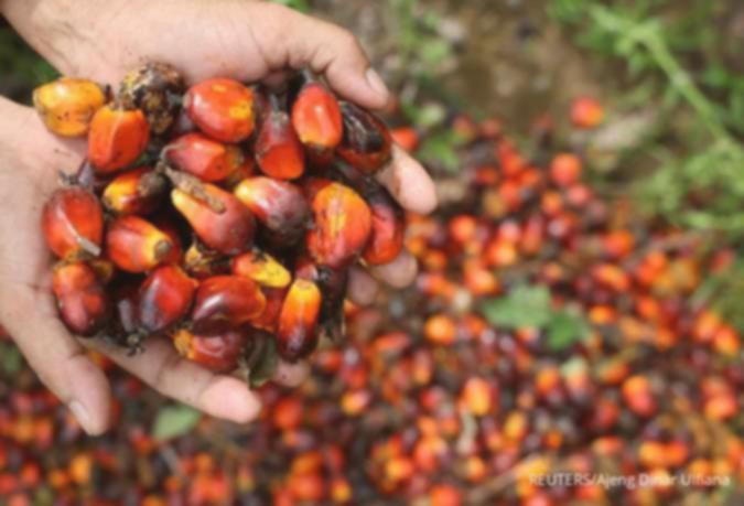 Harga CPO Naik! Ini Daftar Saham Sawit Potensi Cuan + Analisis