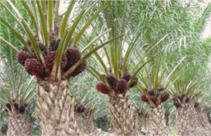 Emiten Haji Isam (PGUN) umumkan direktur utama Khairuddin Simatupang mundur