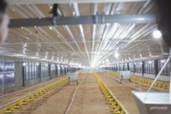 Harga ayam hidup melesat, laba Japfa Comfeed (JPFA) diproyeksi naik signifikan