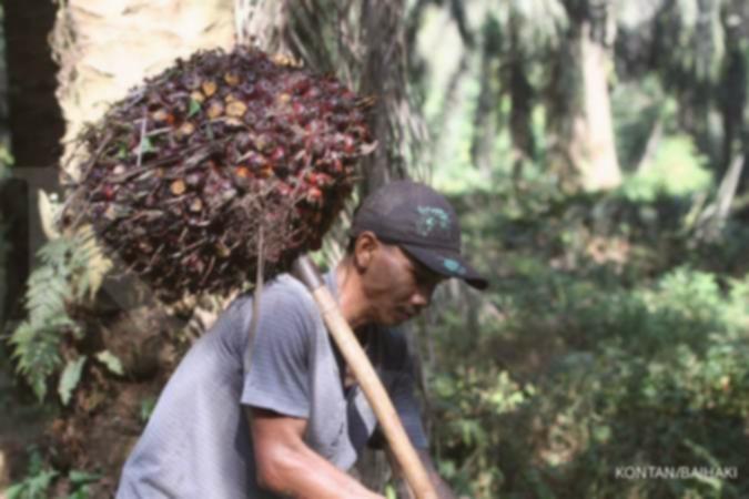 Provident (PALM) fokus ke tiga sektor bisnis ini di 2026, begini prospek kinerjanya