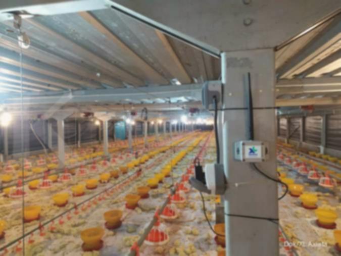 Intip rekomendasi saham emiten poultry jelang momen Ramadan